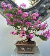 Image of Crape myrtle