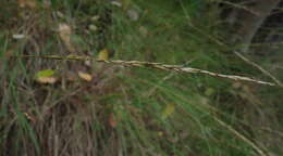 Image of Harford's oniongrass