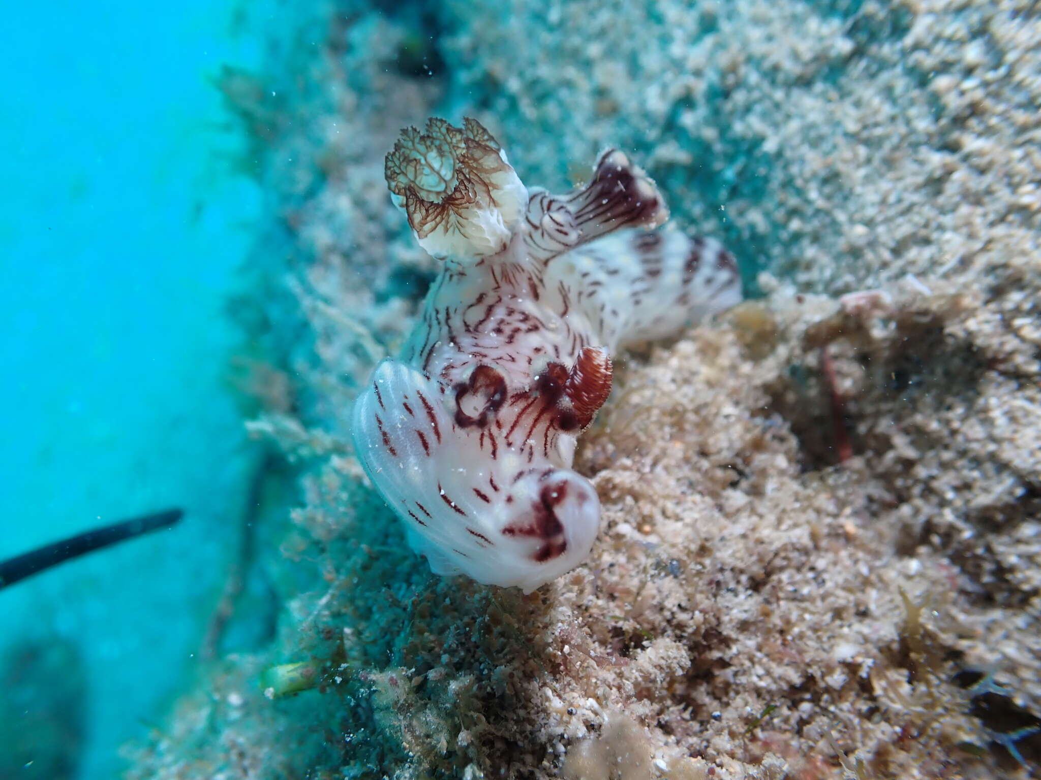 Image of Jorunna rubescens (Bergh 1876)