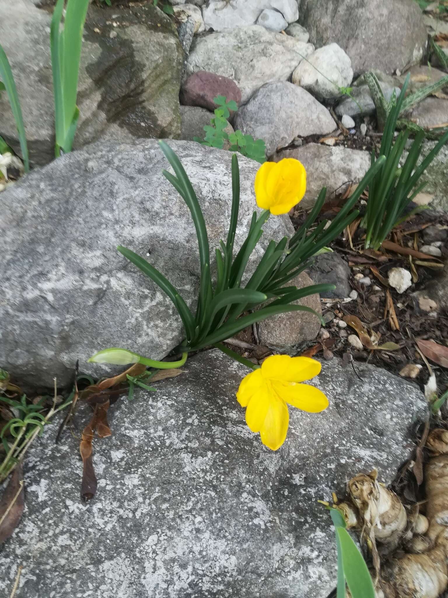 Image of winter daffodil