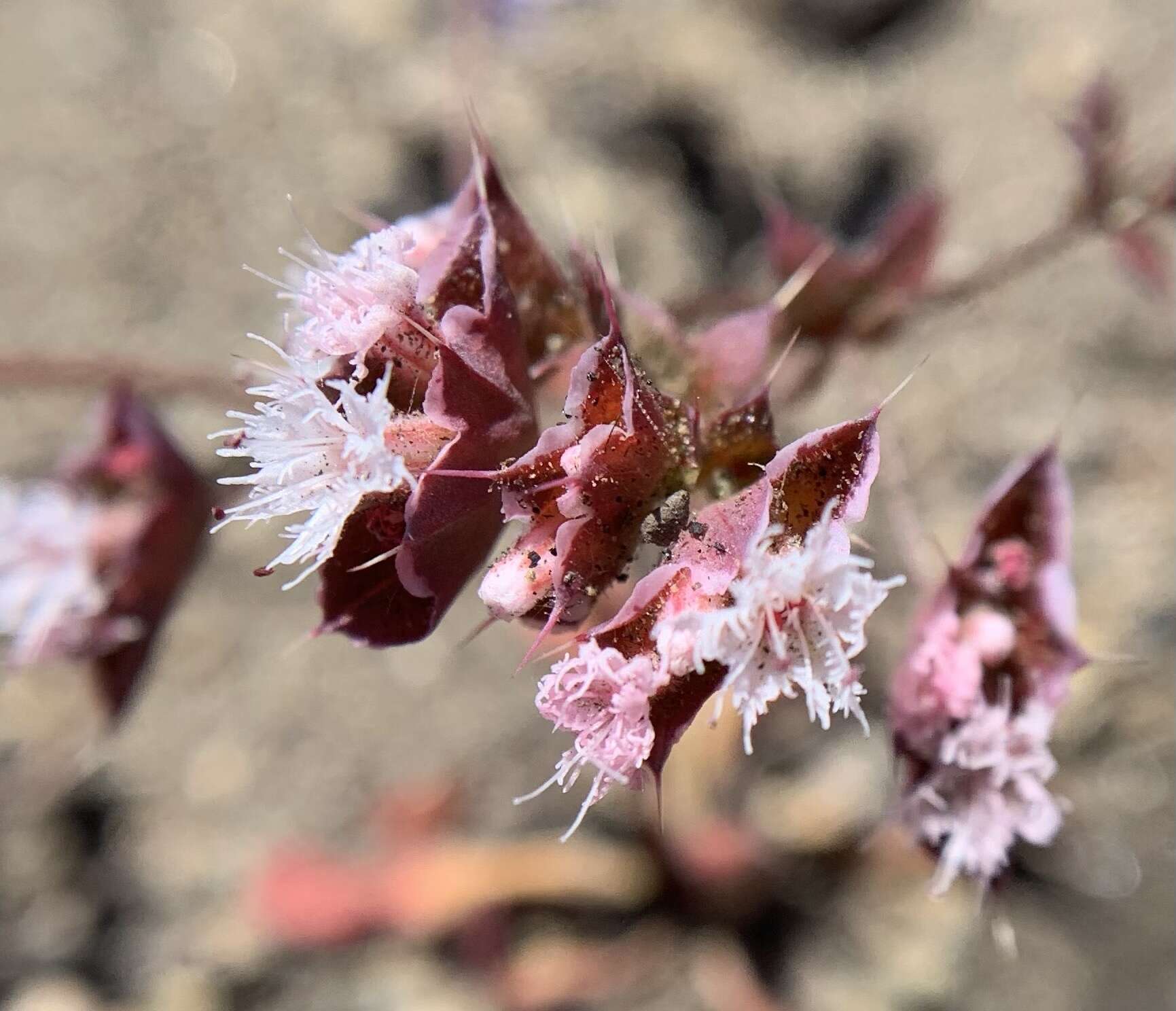 Image de Sidotheca emarginata (H. M. Hall) Reveal