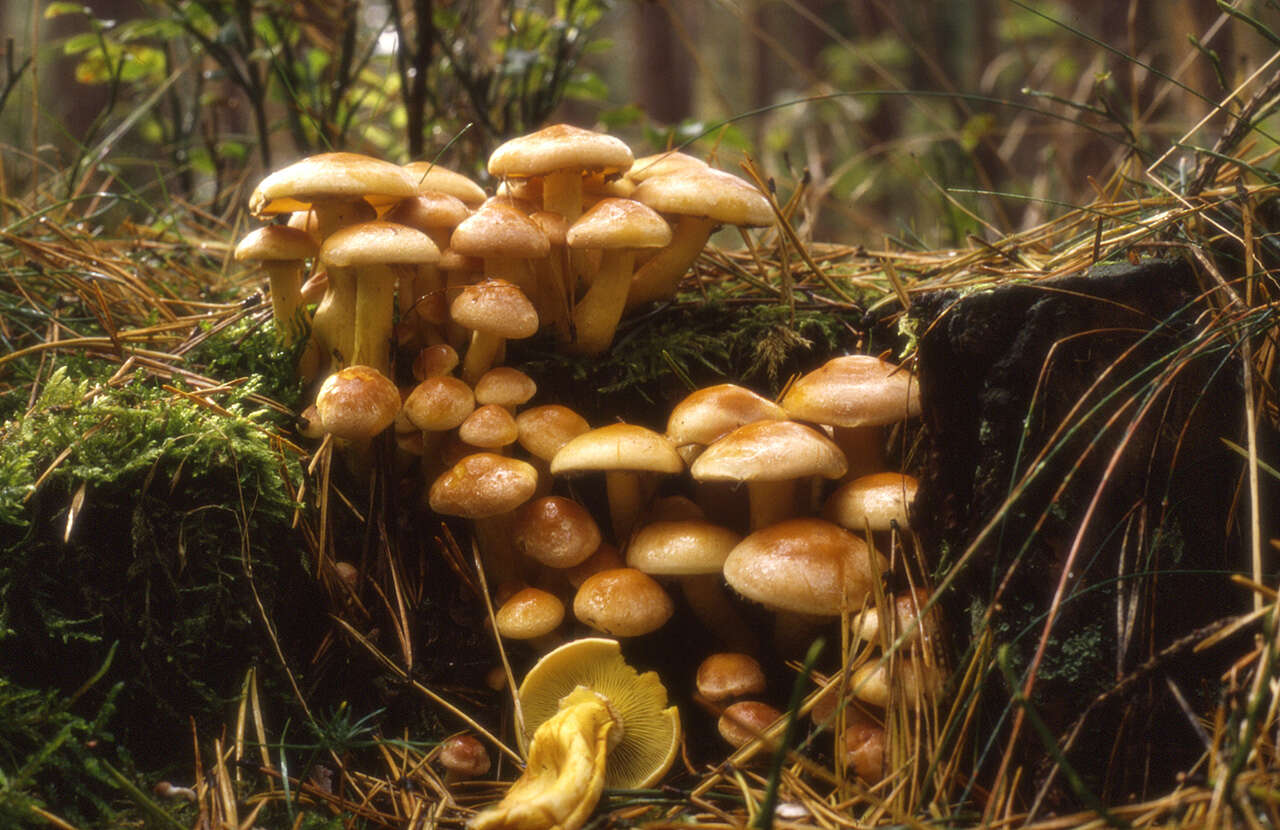 Image of Hypholoma fasciculare (Huds.) P. Kumm. 1871