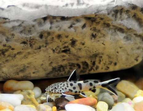 Слика од Synodontis petricola Matthes 1959