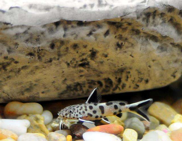 Image of Cuckoo Catfish