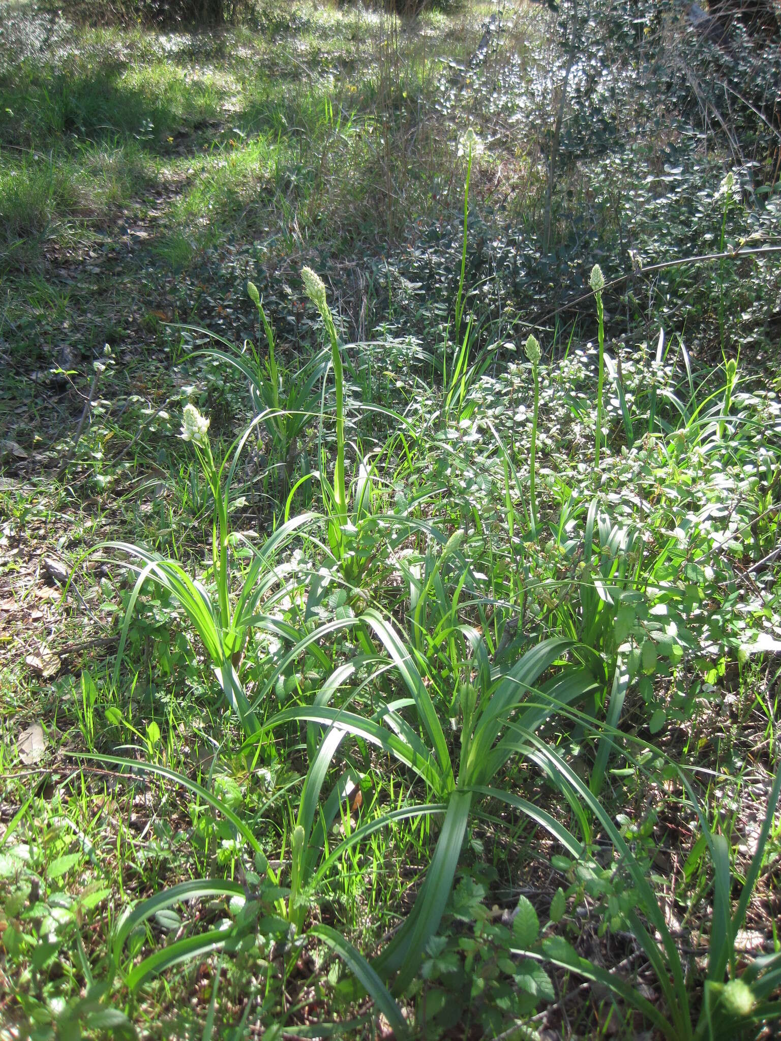 Image of Nuttall's deathcamas