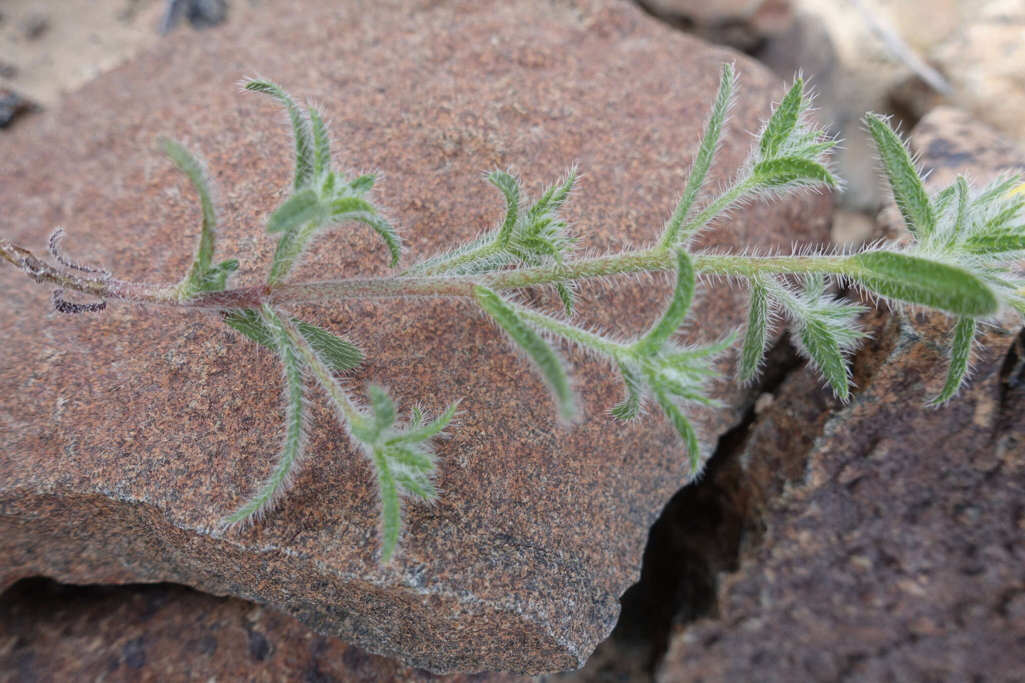 Arnebia hispidissima (Lehm.) DC.的圖片