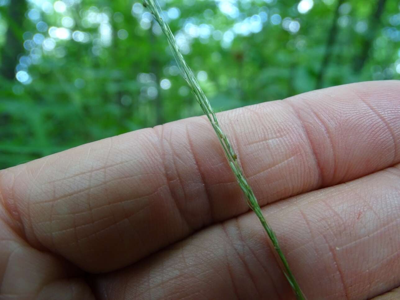 Imagem de Muhlenbergia tenuiflora (Willd.) Britton, Sterns & Poggenb.