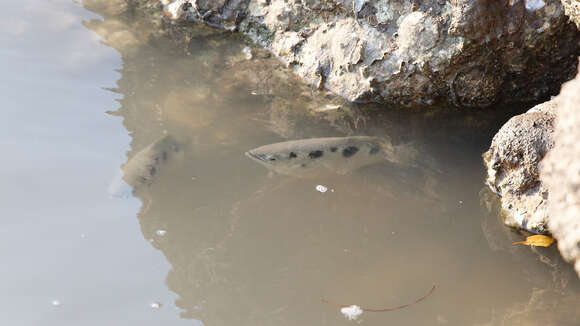 Image of Sevenspot archerfish