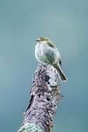 Image of Golden-faced Tyrannulet