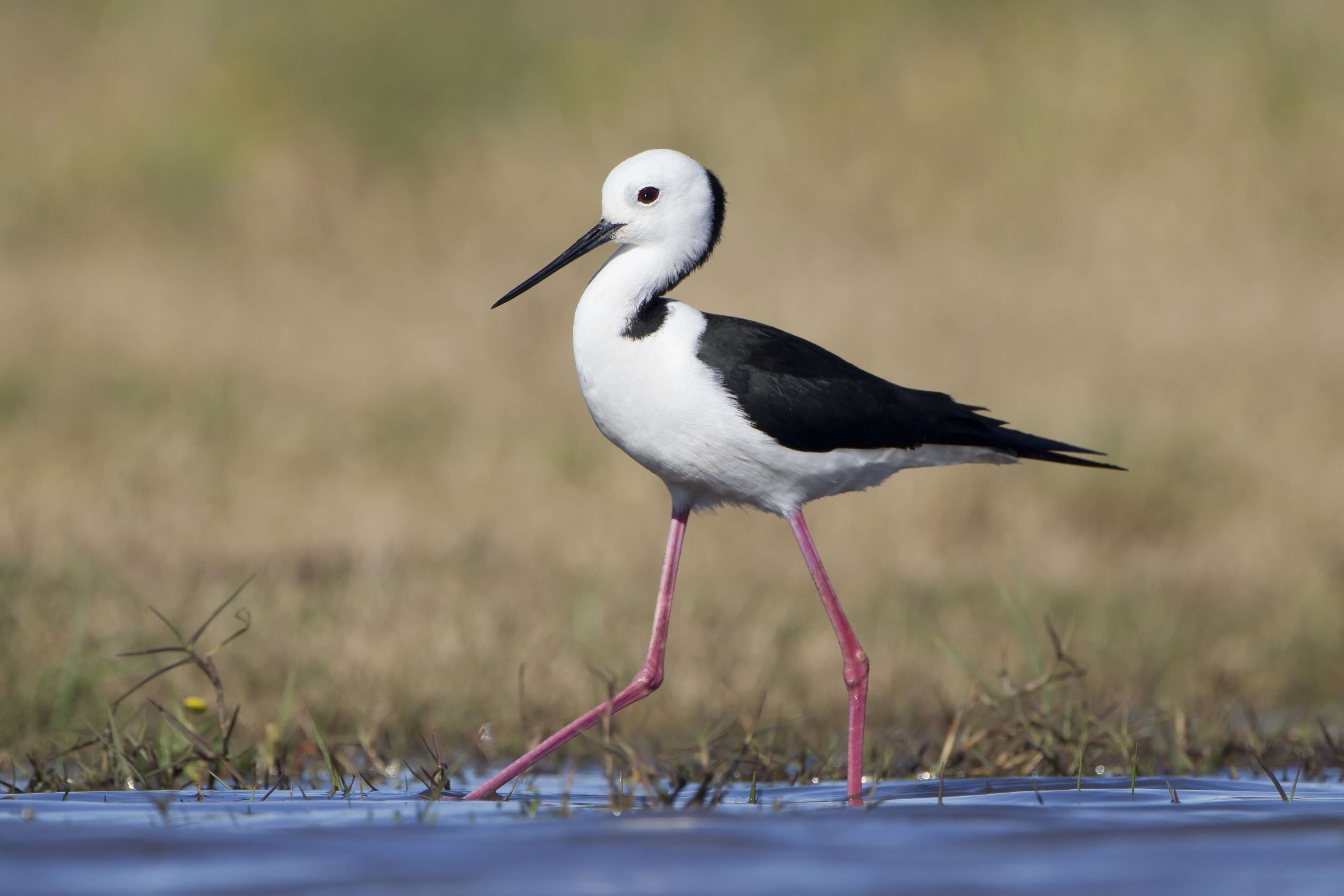 Image of Pied Stilt