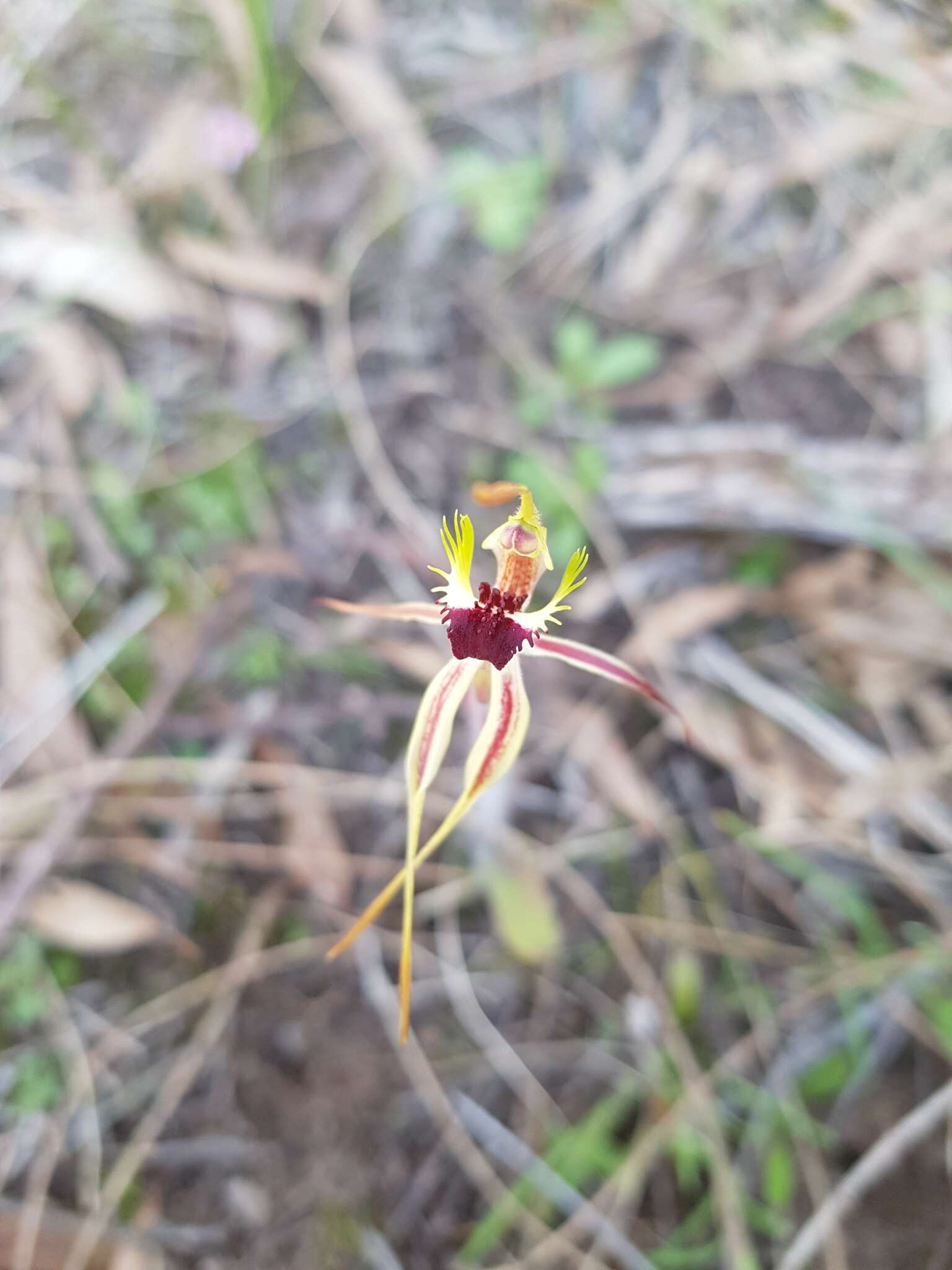 Image of Small spider orchid