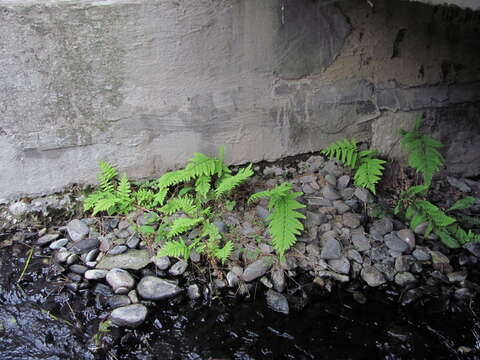 Sivun Thelypteris palustris subsp. palustris kuva