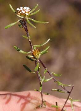 Image of Disparago laxifolia DC.