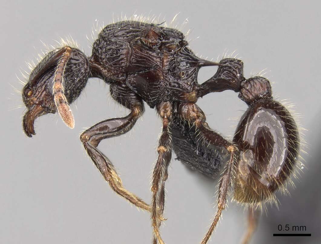 Image of Tetramorium nazgul