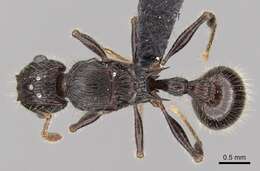 Image of Tetramorium nazgul