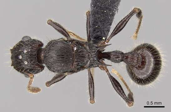 Image of Tetramorium nazgul