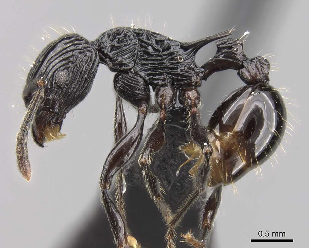 Image of Tetramorium smaug