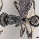 Image of Tetramorium smaug