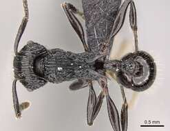 Image of Tetramorium smaug