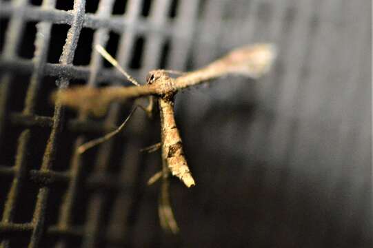 Image of Lantana plume moth