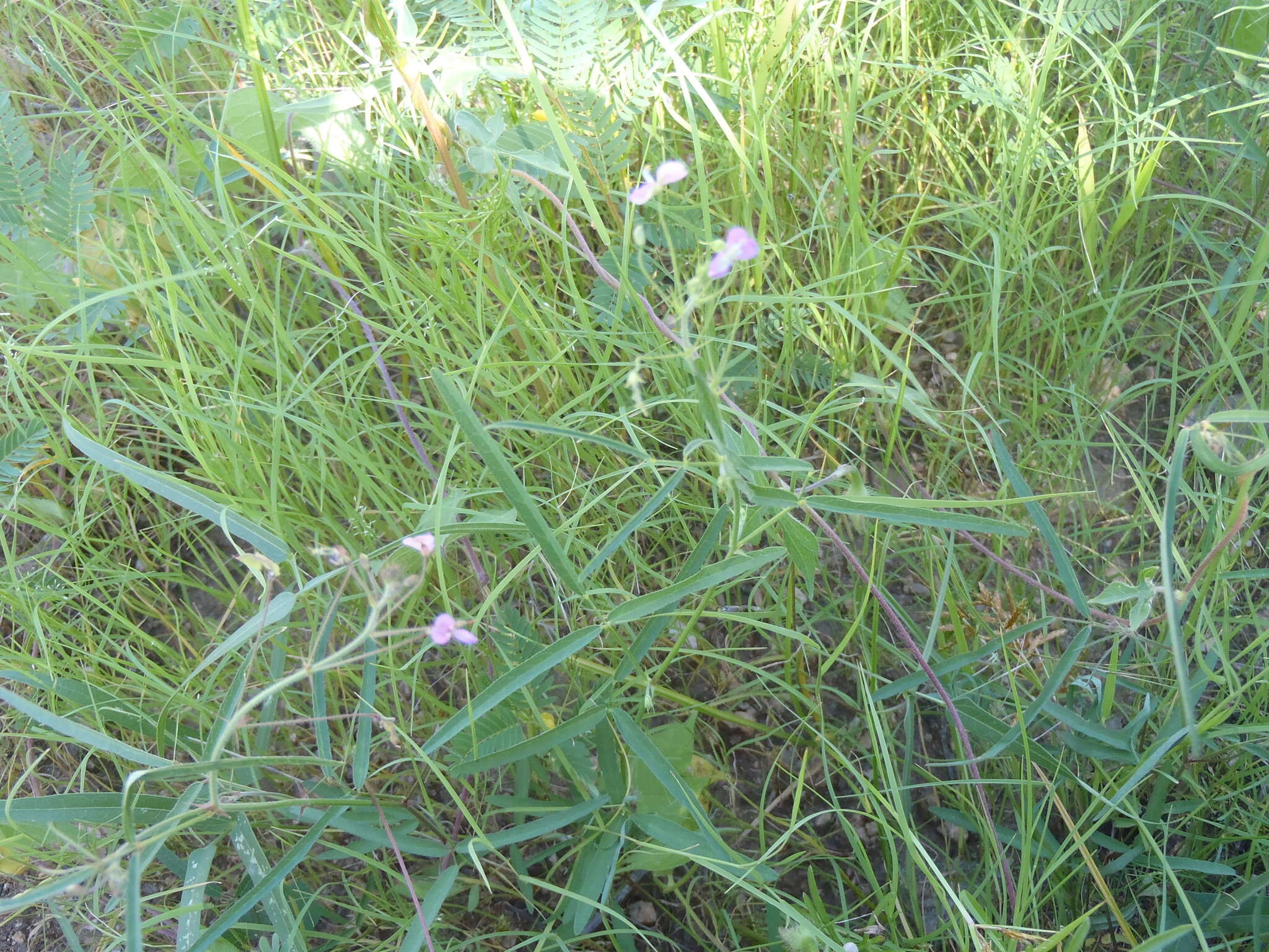 Imagem de Desmodium rosei B. G. Schub.