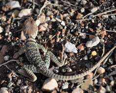 Image of Eastern Collared Lizard