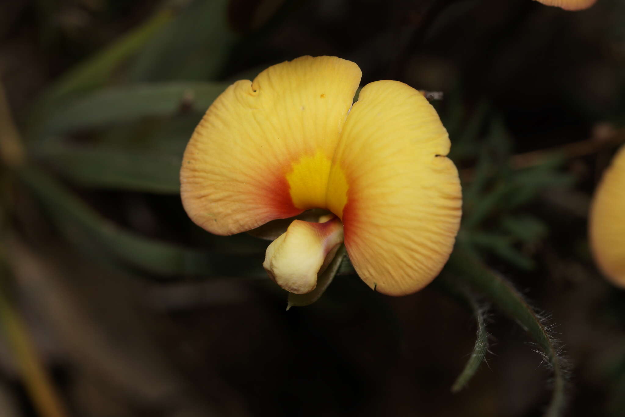 Image of Bossiaea praetermissa J. H. Ross