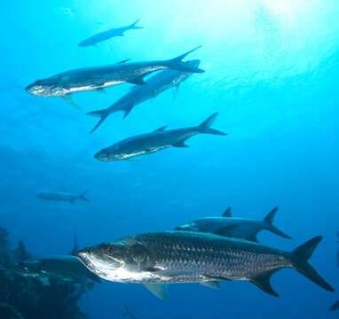 Image of tarpons