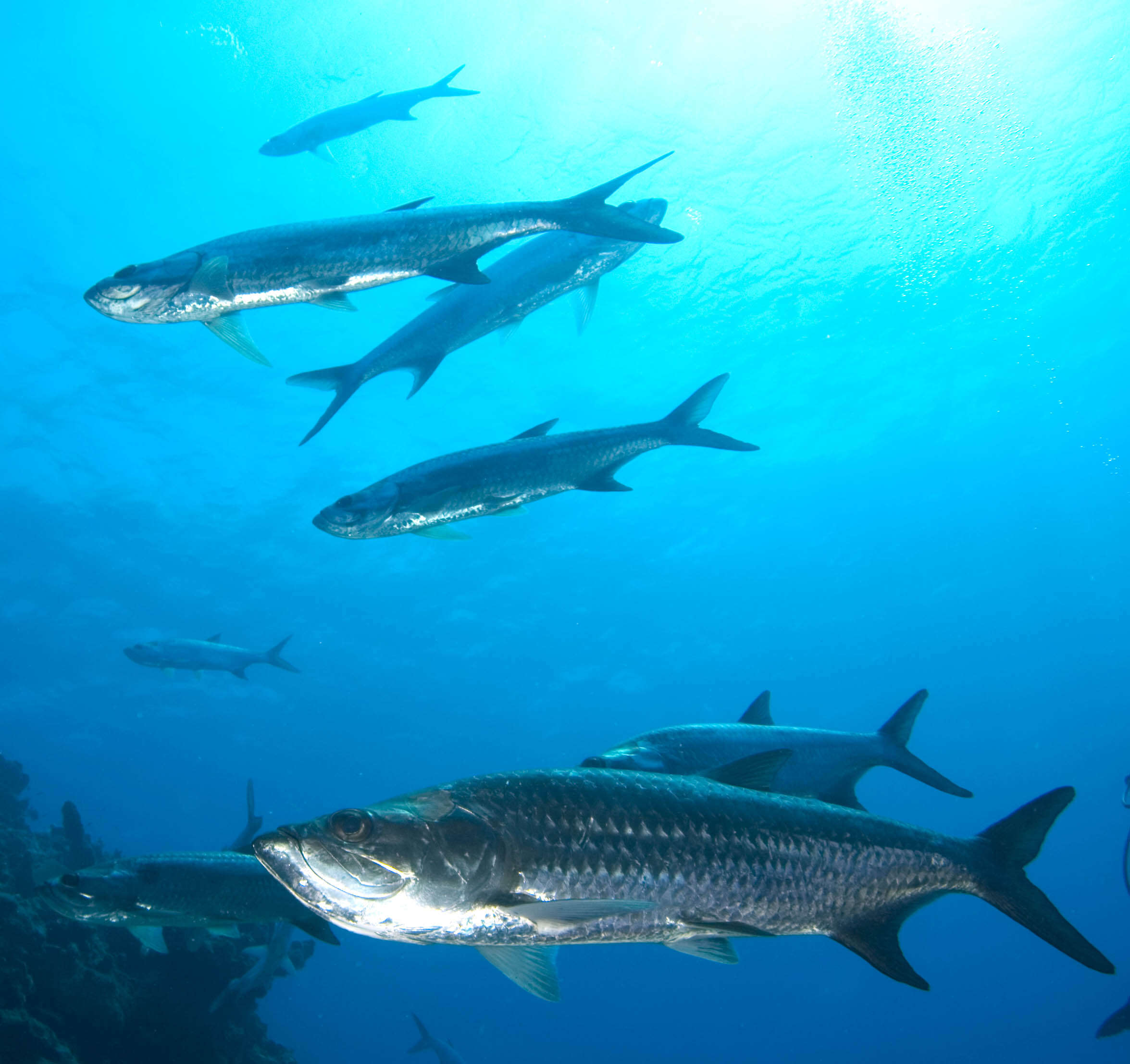 Image of tarpons