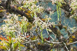 Image of Andean walnut