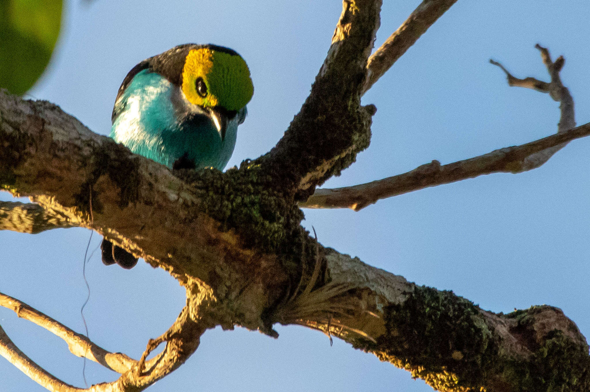 Image of Paradise Tanager