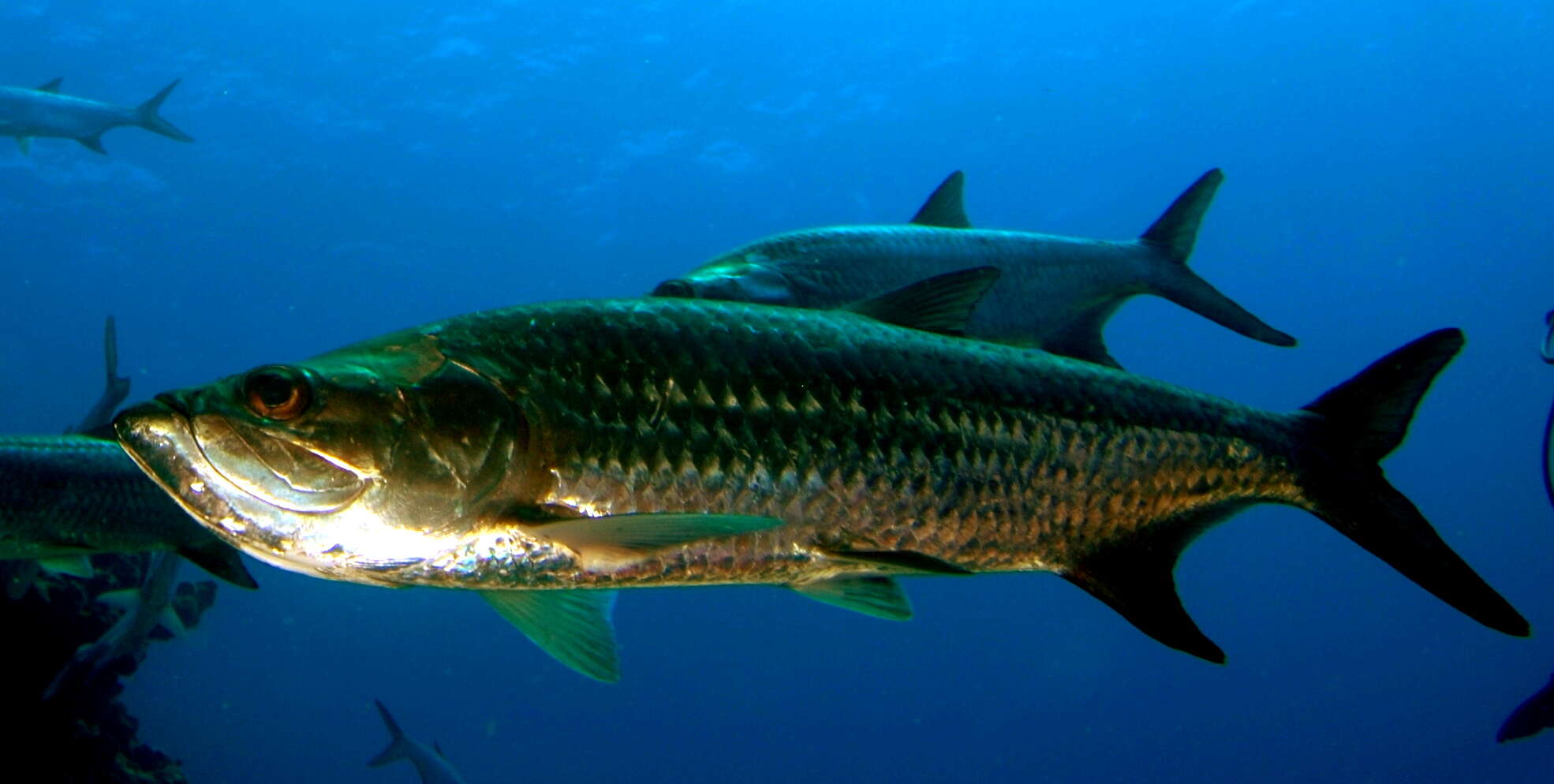 Image of tarpons