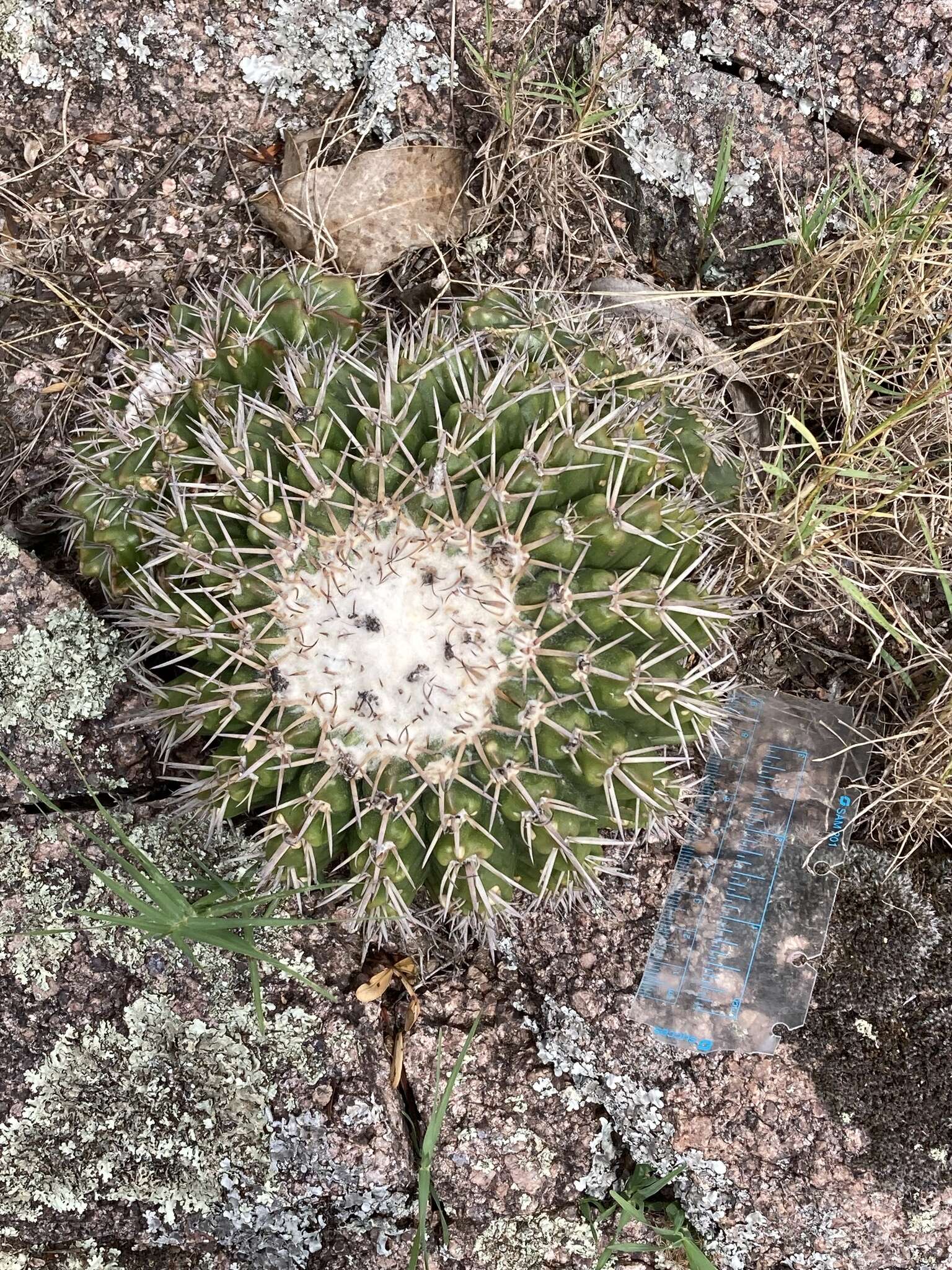 Image of Parodia langsdorffii (Lehm.) D. R. Hunt