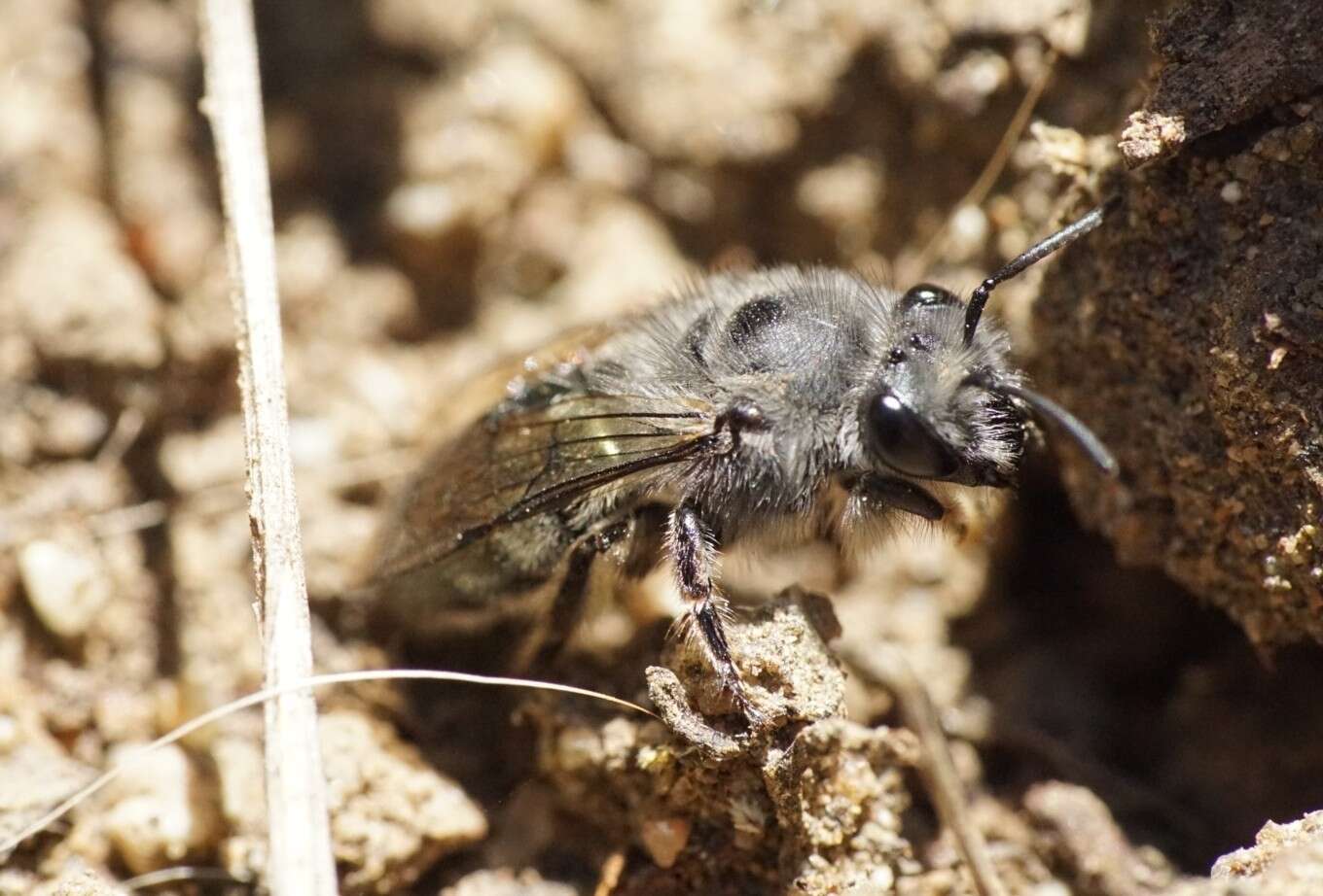 Image of Colletes cyanescens (Haliday 1836)