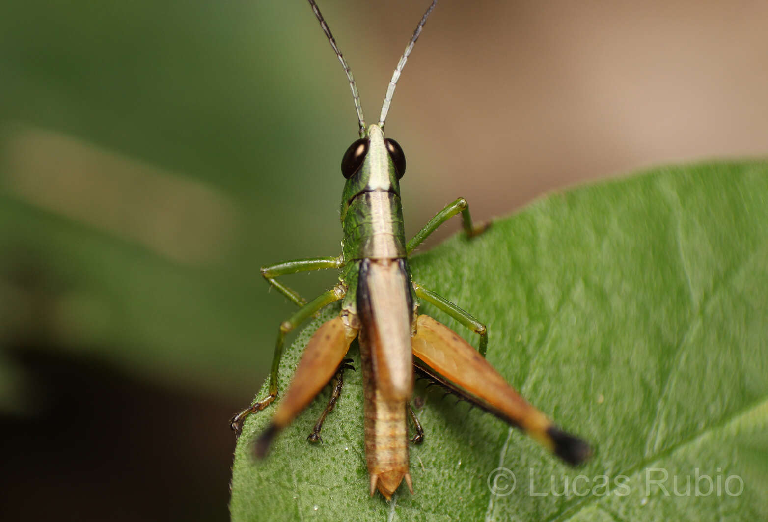 Image of Silvitettix territus Otte, D. & Jago 1979