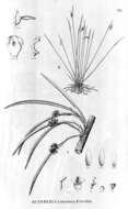 Image of Octomeria scirpoidea (Poepp. & Endl.) Rchb. fil.