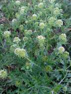 Image de Acicarpha tribuloides Juss.