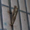 صورة <i>Papilio epycides melanoleucus</i>