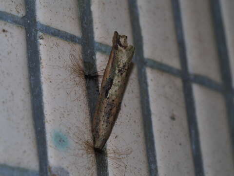 Image of <i>Papilio epycides</i>