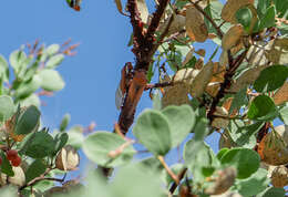 Image of Okanagana arctostaphylae Van Duzee 1915