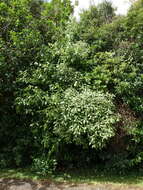 Image de Olearia albida Hook. fil.