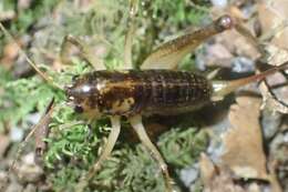 Image of Hemiandrus maculifrons (Walker & F. 1869)