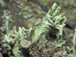 Слика од Cladonia digitata (L.) Hoffm.