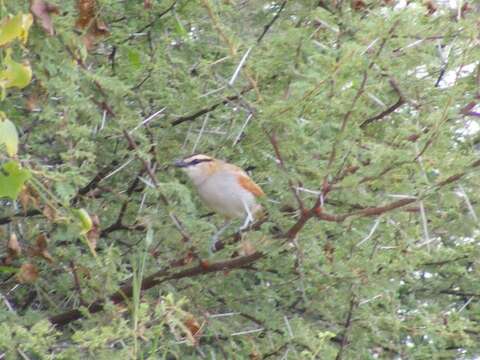 Tchagra australis damarensis (Reichenow 1915)的圖片