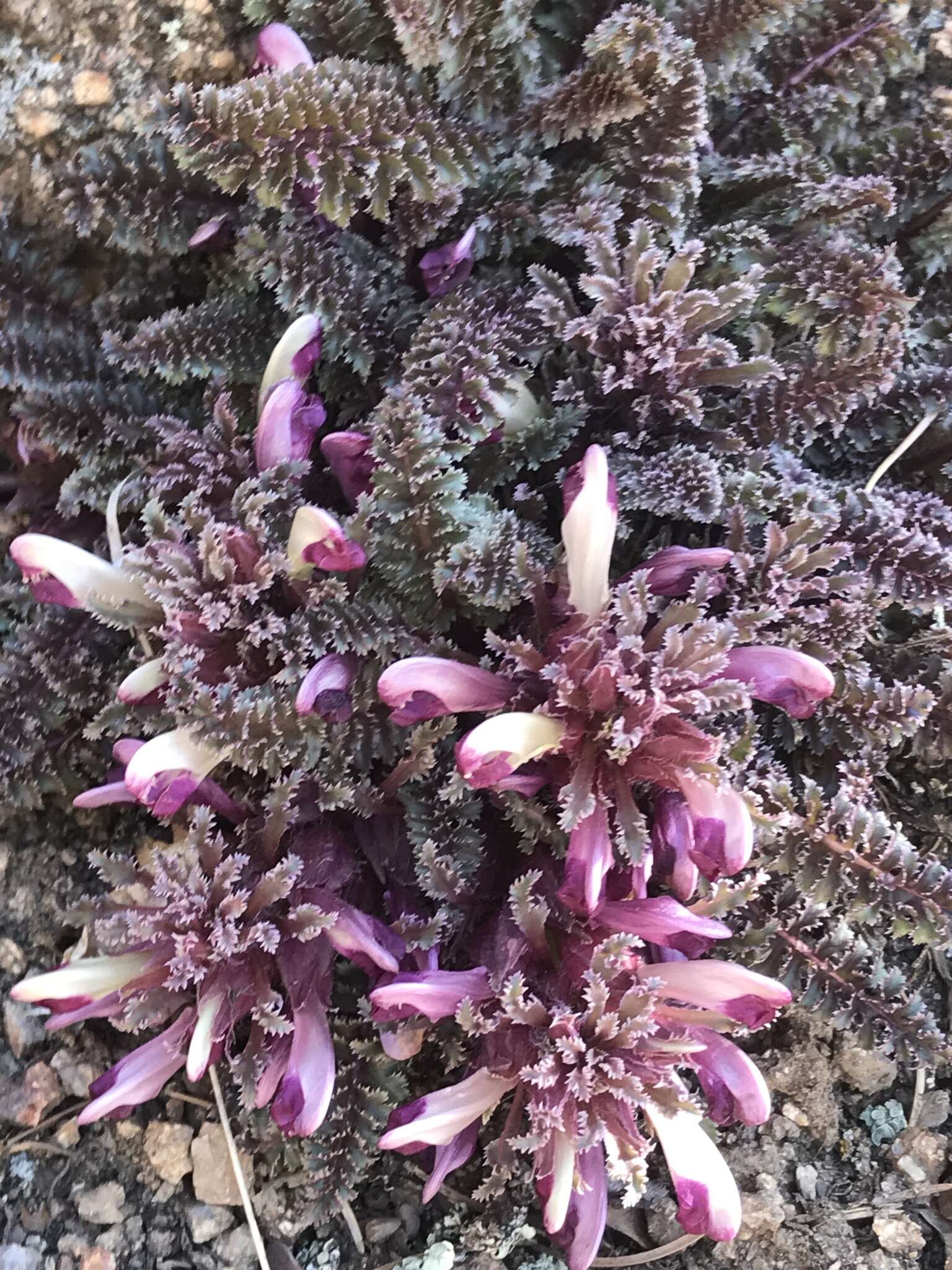 Image of dwarf lousewort