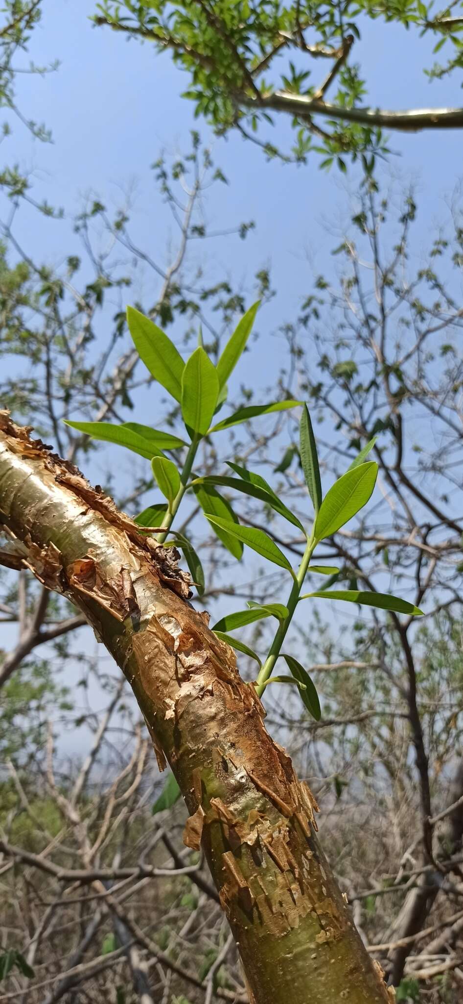 Sivun Euphorbia tanquahuete Sessé & Moc. kuva