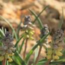 Image of Muscari macrocarpum Sweet