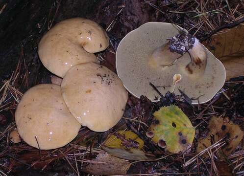 Image of Suillus bovinus (L.) Roussel 1796