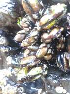 Image of goose neck barnacle