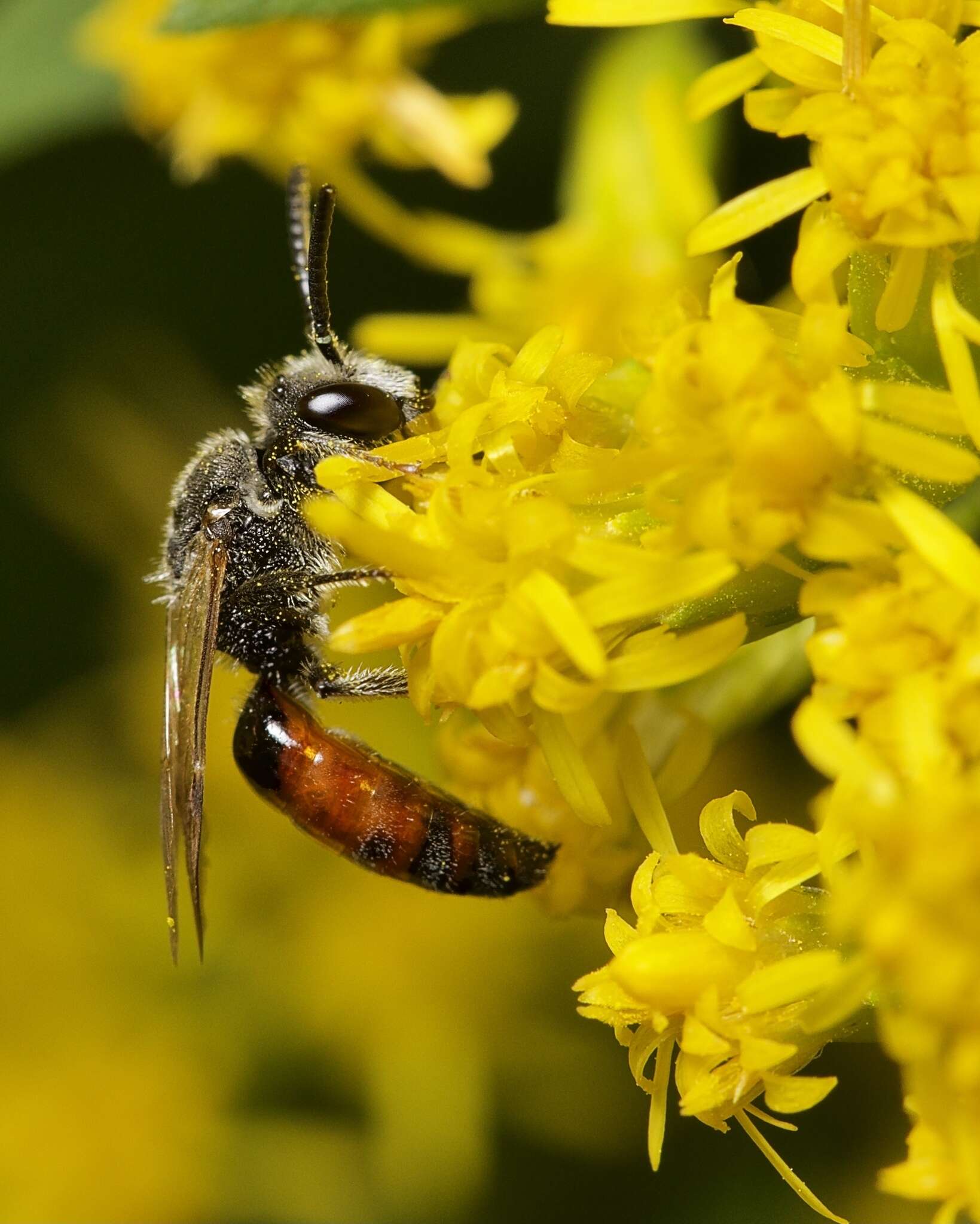 صورة Sphecodes davisii Robertson 1897